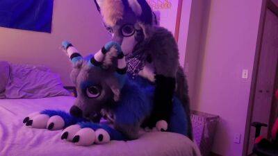 Freaky Furry Copulation and Blowjob In Cute Wolf and Raccoon Costumes on girlsporntube.one